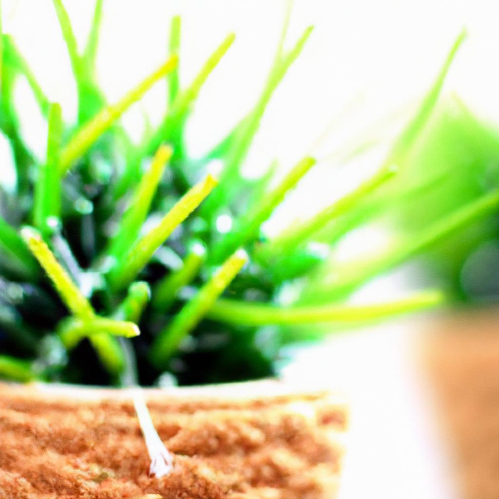 Cores e texturas deslumbrantes em plantas pendentes para decorar sua casa